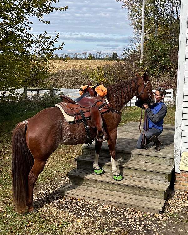 ranch-versatility-quarter-horse