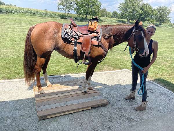 ranch-work-quarter-horse