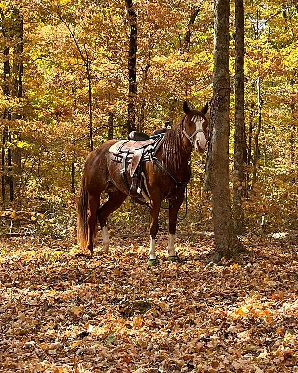 ridden-western-quarter-horse