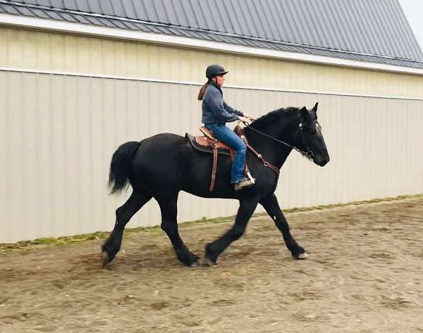 percheron-stallion