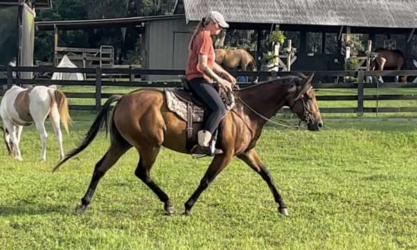 all-around-quarter-horse