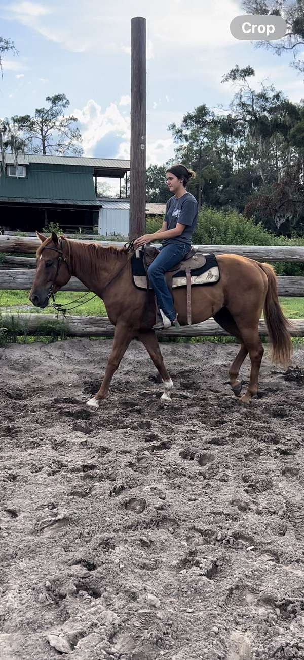 quarter-horse-gelding