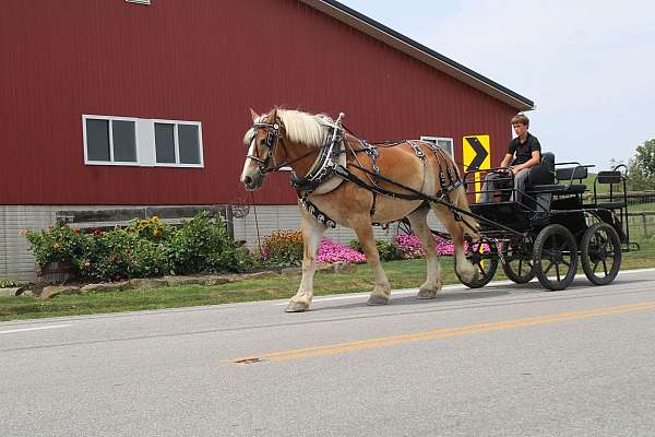 husband-safe-belgian-horse