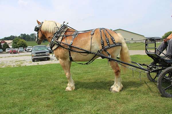 white-strip-mane-tail-horse