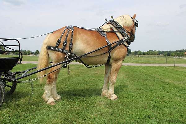 driving-belgian-horse