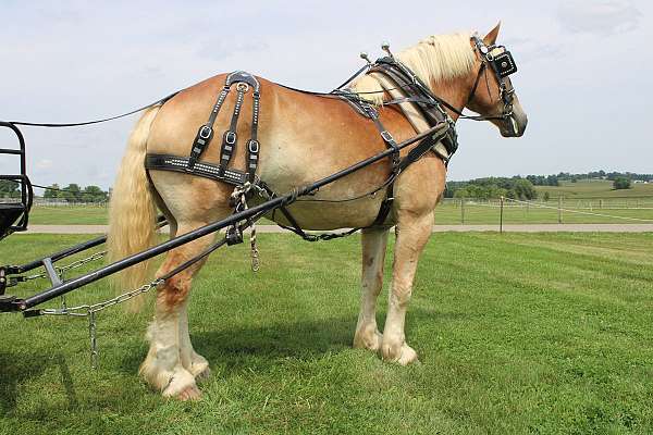 all-around-belgian-horse