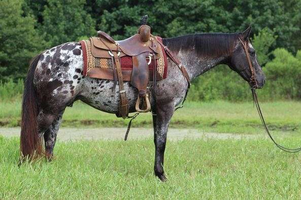 black-appaloosa-blanket-spots-horse