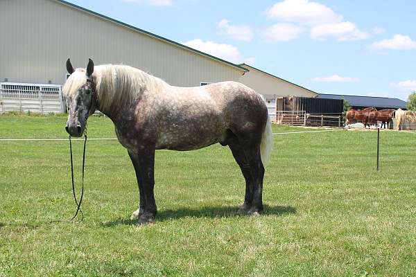 light-mane-tail-horse