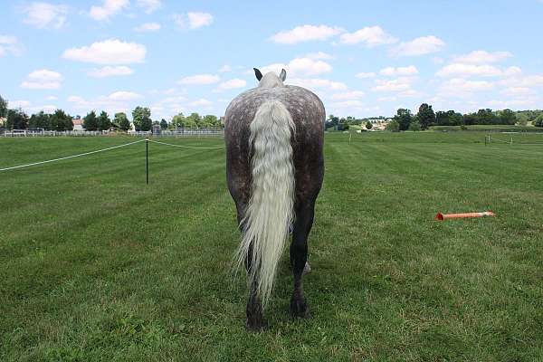 all-around-percheron-horse