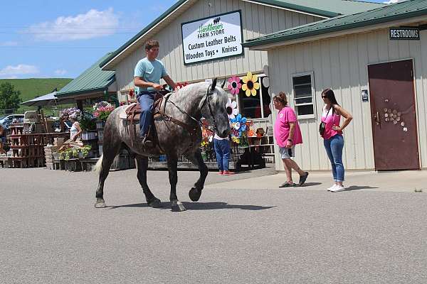 athletic-percheron-horse