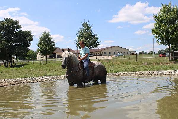 trail-riding-percheron-horse