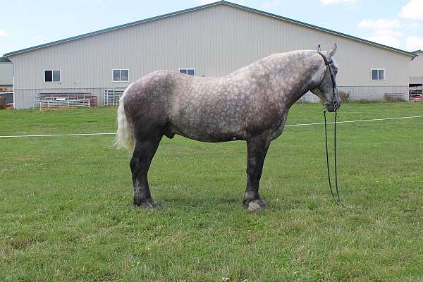 grey-light-mane-tail-horse