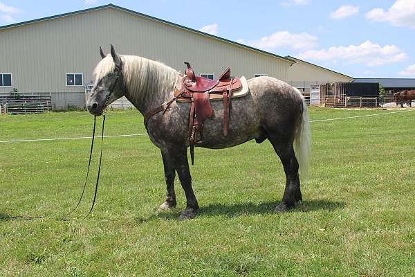 husband-safe-percheron-horse