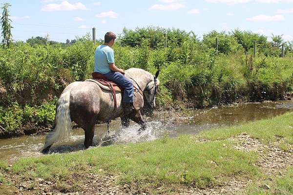 parade-percheron-horse