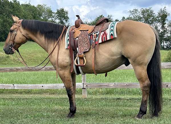 trail-quarter-horse