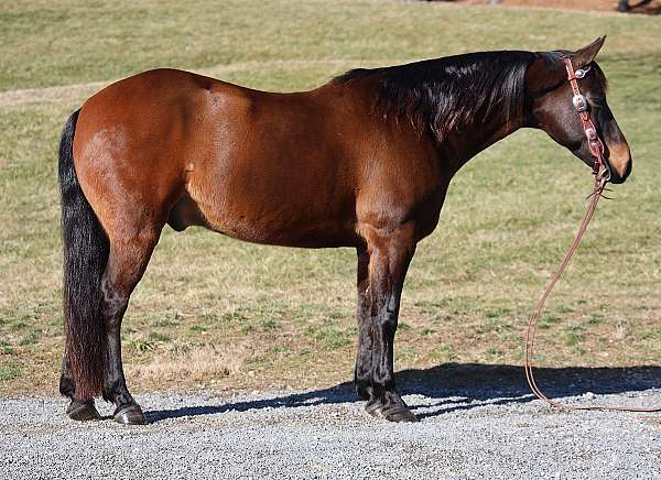 husband-safe-quarter-horse