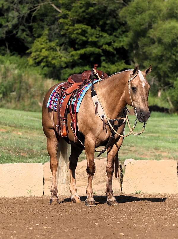 harness-performance-palomino-horse