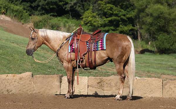 palomino-harness-performance-horse