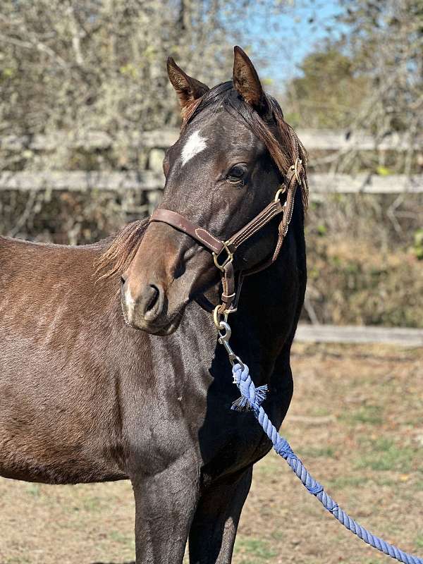 bay-thoroughbred-filly