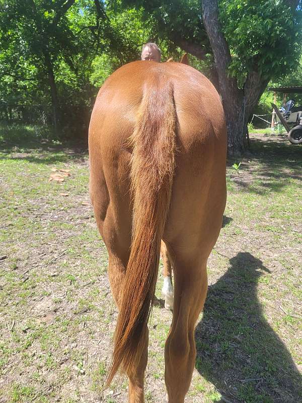 5panel-nn-paint-horse