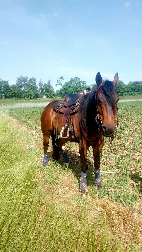 quarter-horse-gelding