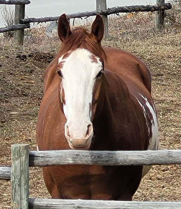 paint-gelding