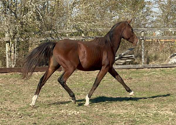 bay-warmblood-filly