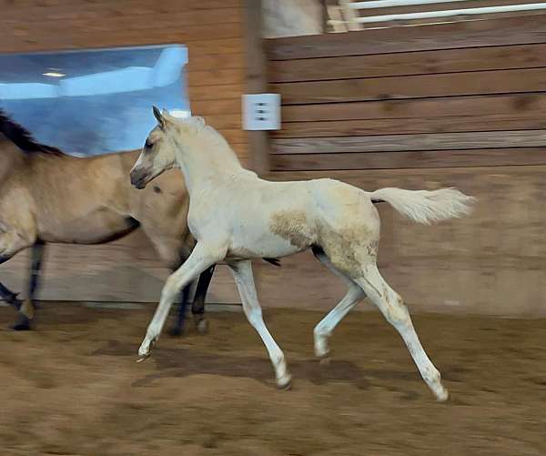 palomino-lots-of-chrome-horse