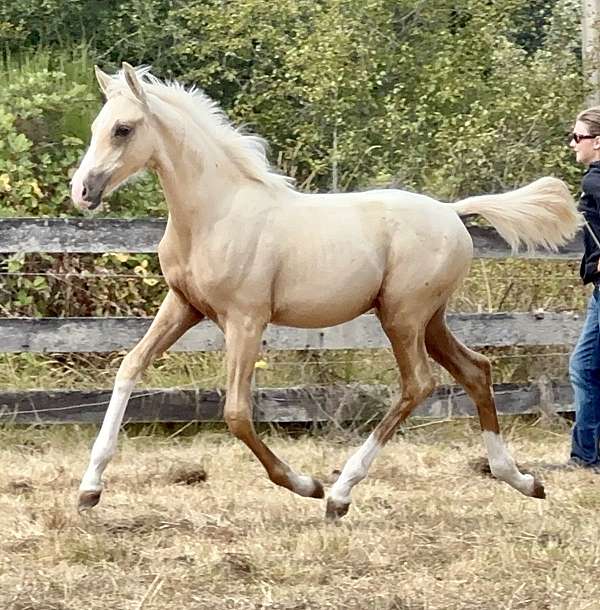 palomino-lots-of-chrome-horse