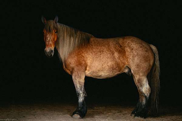 bay-roan-bdhca-horse