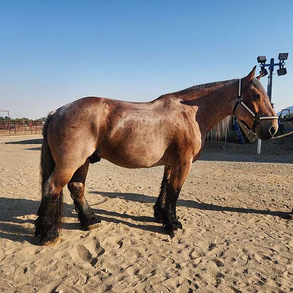 brabant-draft-horse