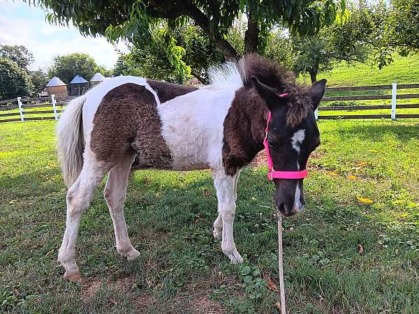 blue-roan-paint-pony-filly