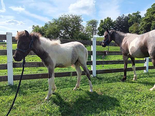 blue-roan-roan-paint-pony-colt