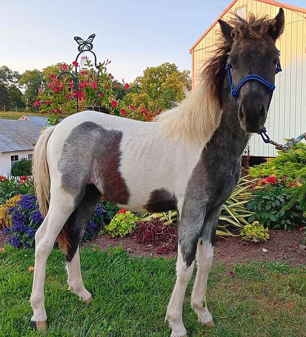 blue-roan-roan-paint-pony-colt