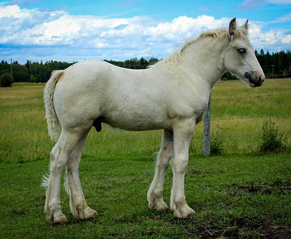 delivery-gypsy-vanner-horse