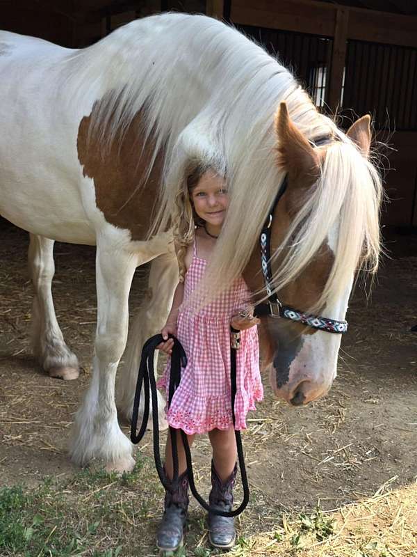 halter-champion-gypsy-vanner-horse