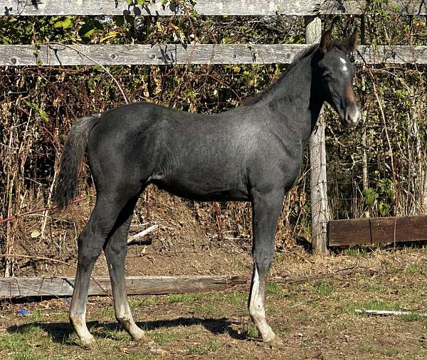 black-dutch-warmblood-colt