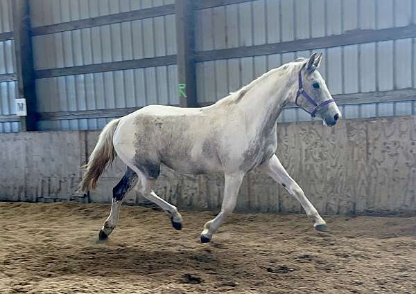 grey-pinto-holsteiner-filly-mare