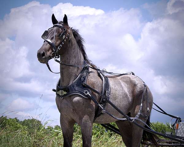 plea-draft-horse