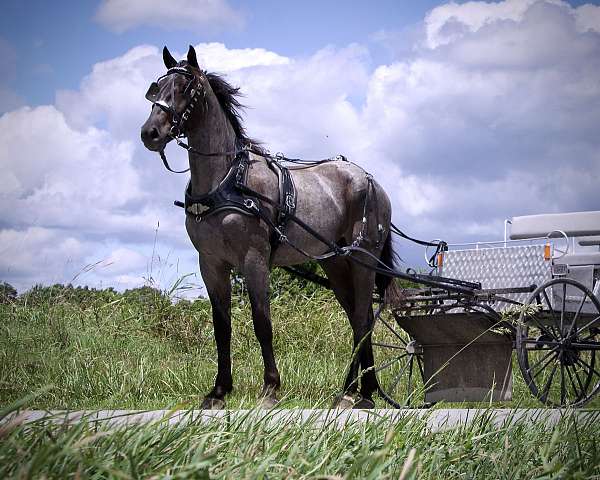 plea-gelding