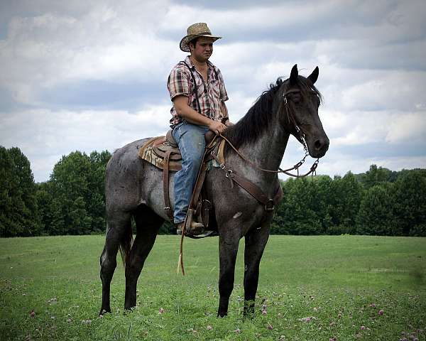 all-around-draft-horse