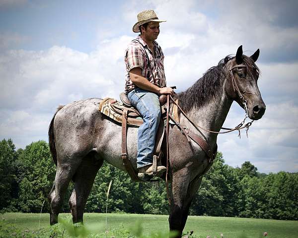 athletic-draft-horse