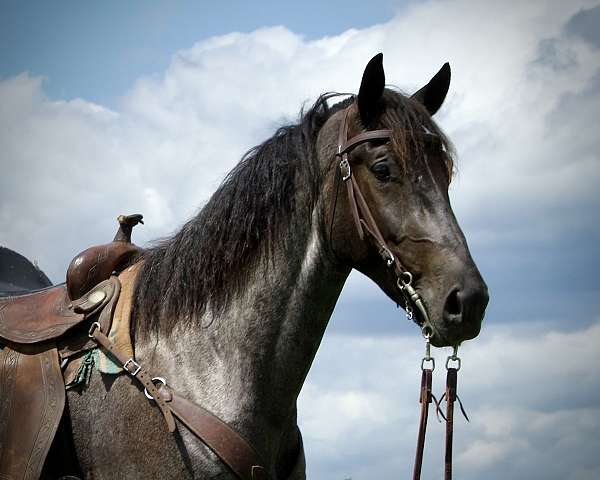 cowboy-mounted-shooting-draft-horse