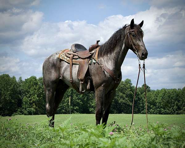 cross-draft-horse