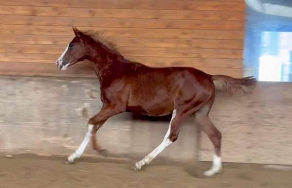 flaxen-mane-tail-chrome-belly-spots-horse