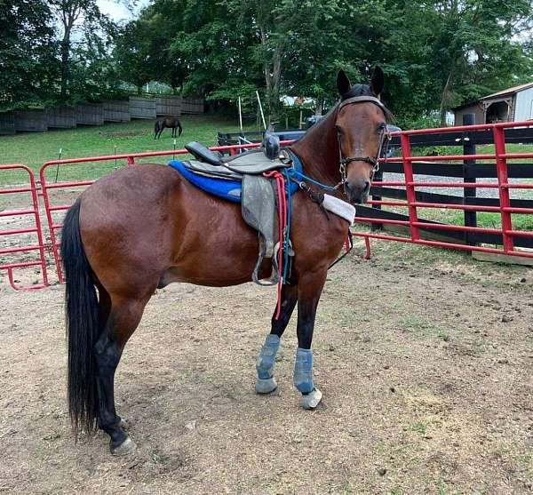 paso-fino-gelding