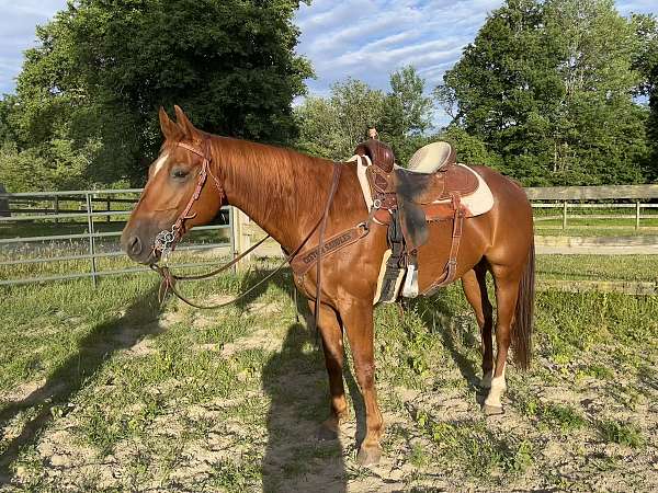 pastern-right-hind-horse