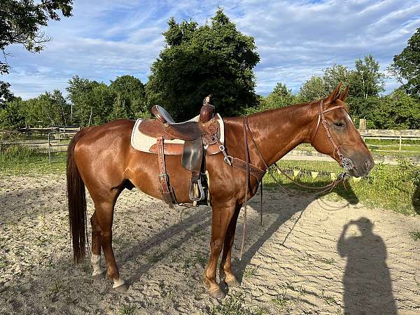 sorrel-pastern-right-hind-horse