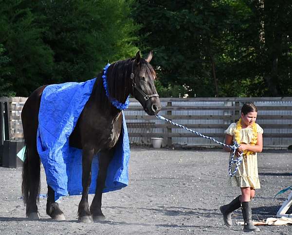 flashy-friesian-horse