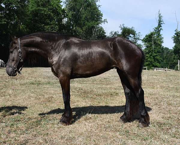 family-friesian-horse